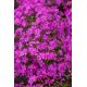Floks szydlasty 'Spring Purple'